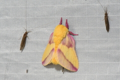 Dryocampa rubicunda
