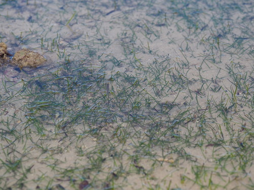 Image of Hierba Marina De Hoja Ancha (Halodule uninervis) by no rights reserved