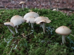 Mycena galericulata