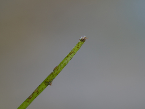 Image of Halodule uninervis by no rights reserved