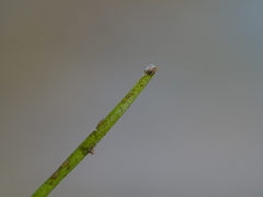 Halodule uninervis