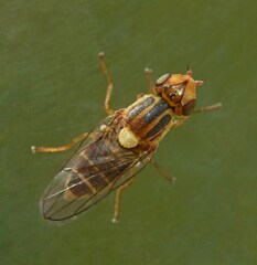 Chlorops laetus