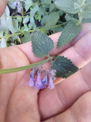Nepeta