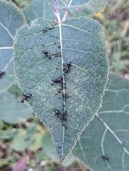 Camponotus novaeboracensis