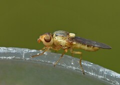 Chlorops laetus
