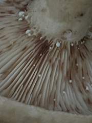 Lactarius vinaceorufescens