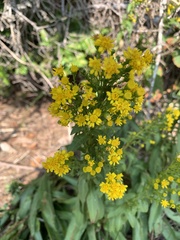Solidago sempervirens