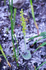 Holothrix brevipetala