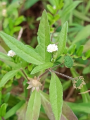 Eclipta prostrata