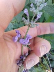 Nepeta