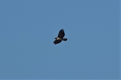 Buteo jamaicensis calurus