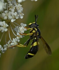 Chrysotoxum bicinctum