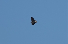 Buteo jamaicensis calurus