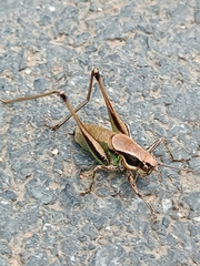 Eupholidoptera smyrnensis