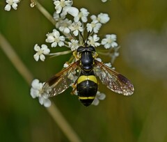 Chrysotoxum bicinctum