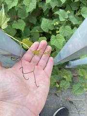 Ampelopsis