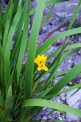 Ixia sarmentosa