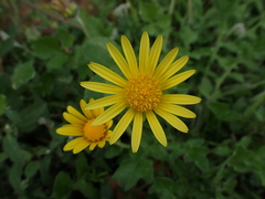 Asteraceae