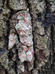 Herpothallon rubrocinctum