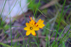 Ixia sarmentosa