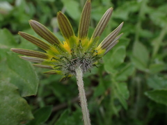 Asteraceae