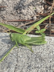 Schistocerca serialis cubense