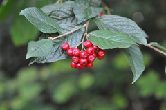 Cotoneaster bullatus