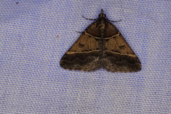 Dichromodes orthotis