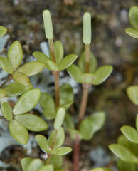 Peperomia tetraphylla