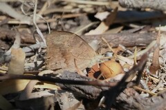 Heteronympha merope