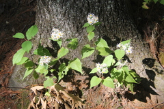 Eurybia divaricata