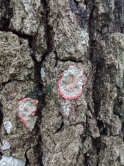 Herpothallon rubrocinctum