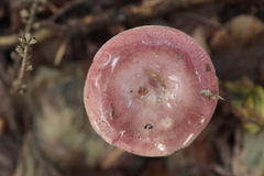 Mycena rosea