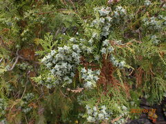 Platycladus orientalis