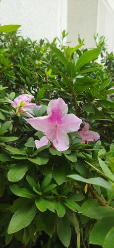Rhododendron image