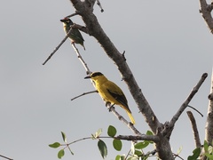 Oriolus chinensis