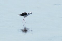 Himantopus leucocephalus