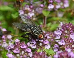 Sarcophaga carnaria