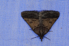 Dichromodes orthotis