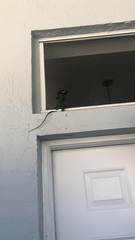 Anolis equestris