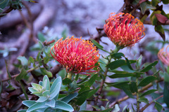 Leucospermum