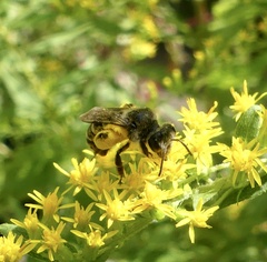 Callandrena