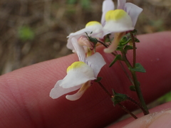 Nemesia