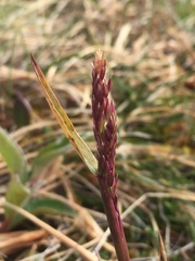 Arctagrostis latifolia