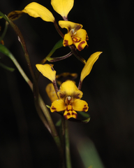 Diuris maculata