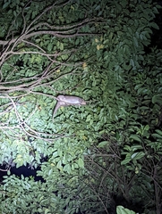 Pseudochirulus cinereus