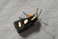 Alypia octomaculata