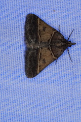 Dichromodes orthotis