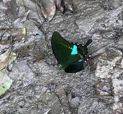 Papilio paris