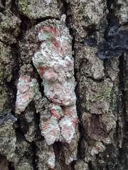 Herpothallon rubrocinctum